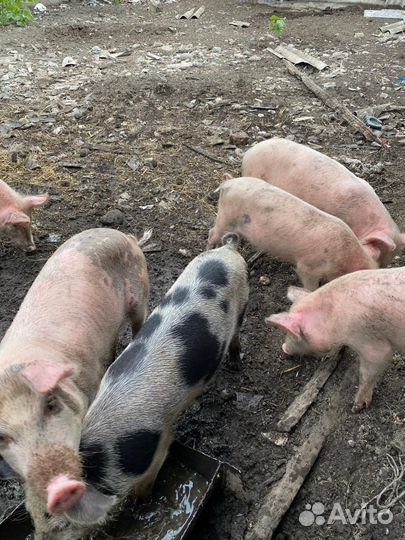 Поросята