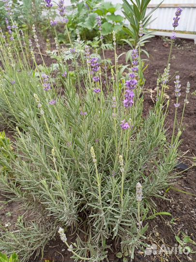 Лаванда узколистная Хидкот
