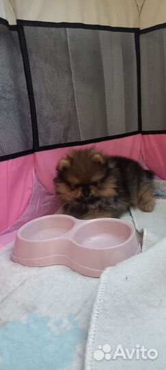 Померанский шпиц