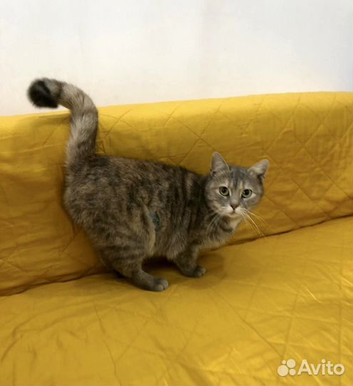 Кошки в добрые руки