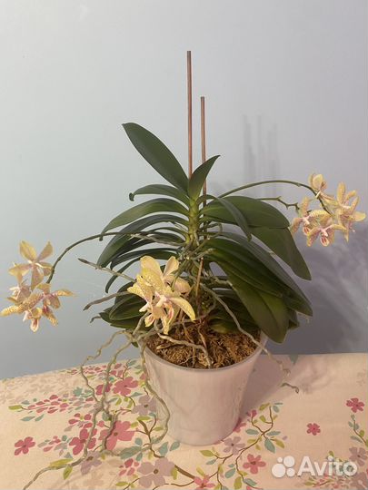 Орхидея Джулия