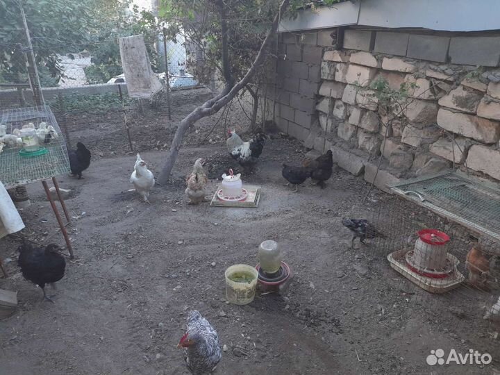 Куры и цыплята домашние