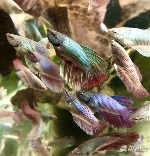 Рыба петушок