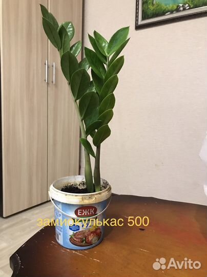 Замиокулькас. Драцена