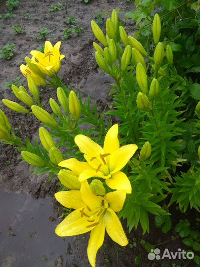 Лилии луковицы