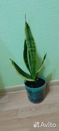 Сансевиерия сортовая