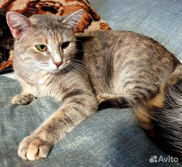 Шпротики в приюте увы могут остаться навсегда