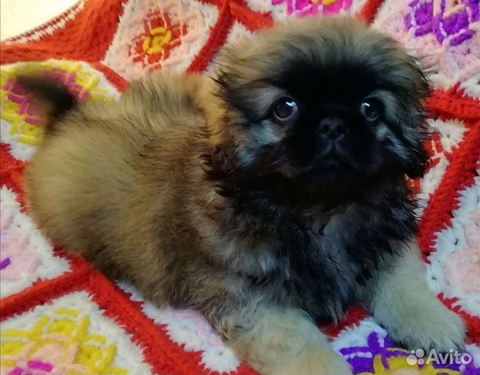 Щенки пекинеса