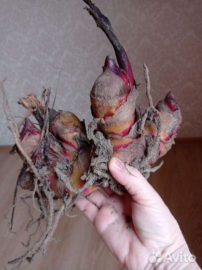 Цветок Канна