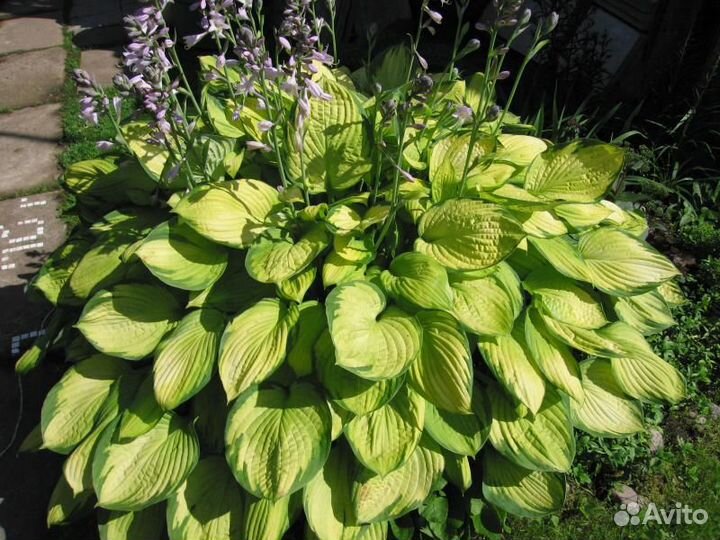 Хоста, Гейхеры