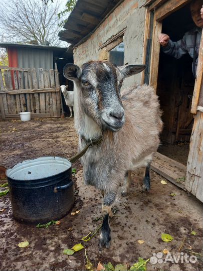Коза дойная