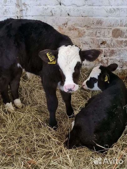 Телята бычки