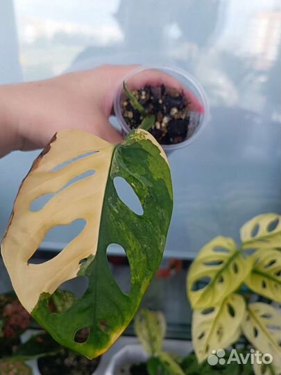 Монстера адансона вариегатная
