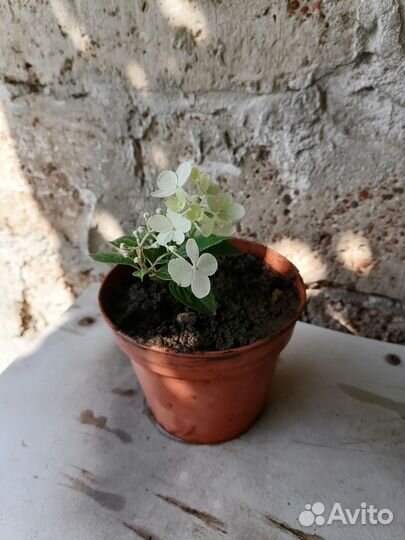 Гортензия метельчатая