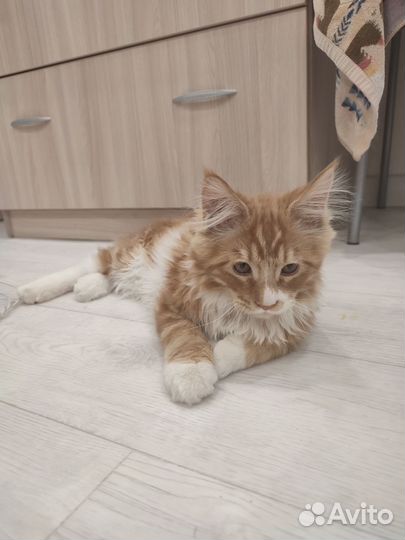 Рыжий котенок мальчик