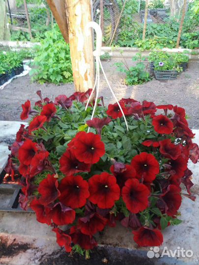 Сурфиния-королева петуний