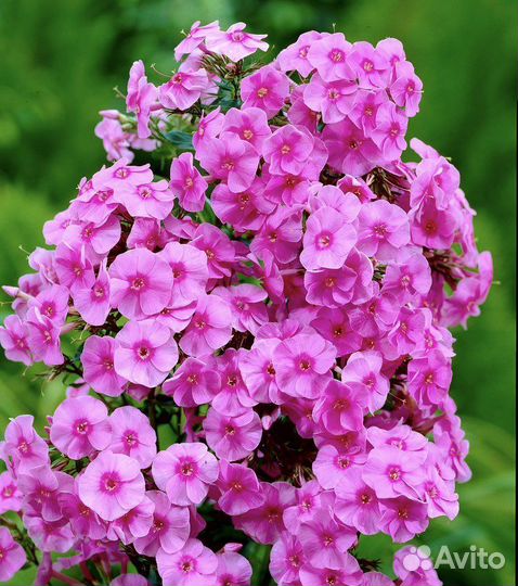 Флокс многолетний розовый
