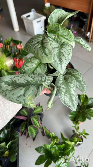 Эпипремнум Себу Блю, Фил Бразил,Сциндапсус Треби