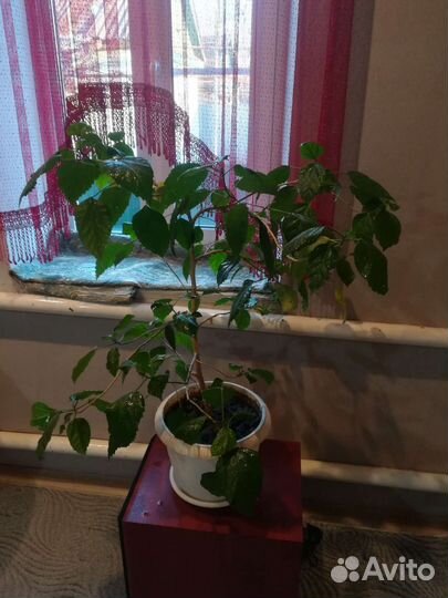 Гибискус китайская роза