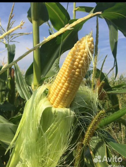 Сладкая кукуруза