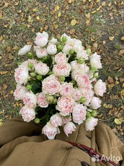 Кустовые пионовидные розы