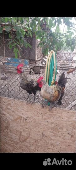 Карликовые петухи