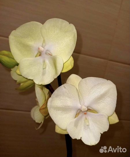 Орхидея биглип салатовый, тестовый