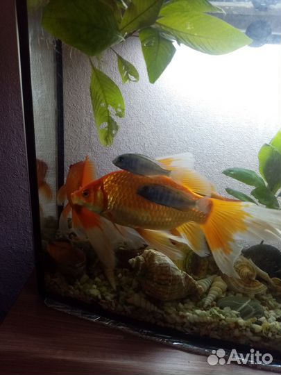 Золотая Рыба