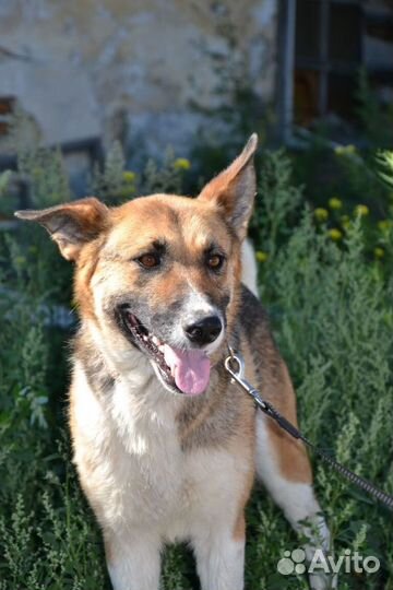 Петуния ищет дом