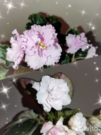 Фиалка розовая 2 сорта