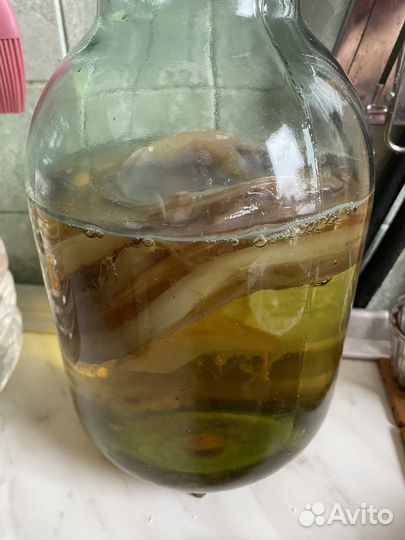 Чайный гриб комбуча,тибетский молочный гриб