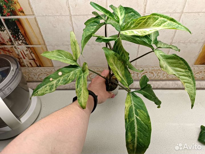 Сингониум ангустатум жёлтая вариегатность