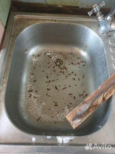 Уничтожение Тараканов, Клопов, Клещей, Ос, Плесень