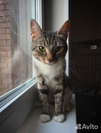 Кошка молодая ищет дом бесплатно