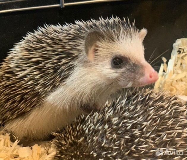 Карликовый африканский ежик
