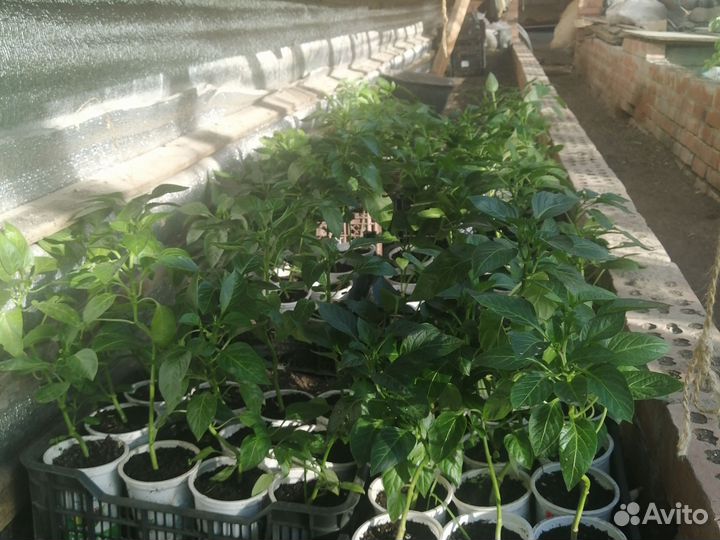 Рассада помидор и перцев