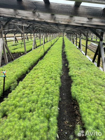 Сосна с окс сеянцы саженцы лесовосстановления