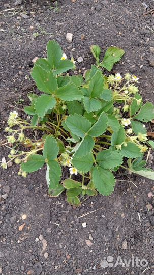 Рассада клубники Зефир, Сельва ремонтантная