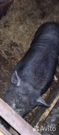 Вьетнамский вислобрюхий хряк