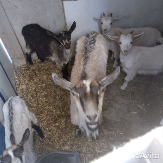 Козы козлята