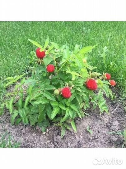 Тибетская малина