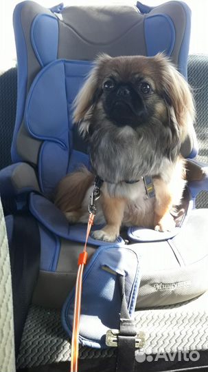 Щенки пекинеса