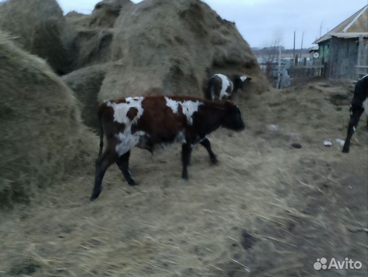 Телята бычки 9-10 месяцев