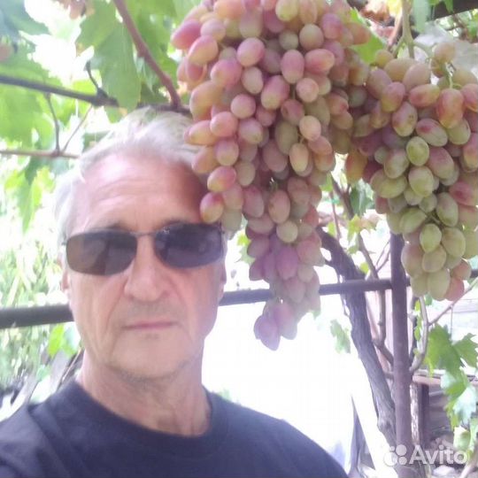Саженцы винограда