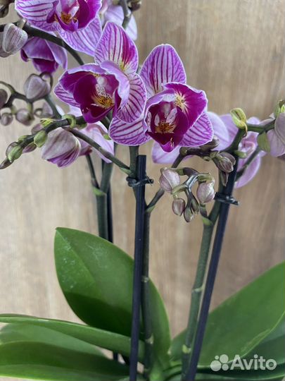 Орхидея фаленопсис пелор