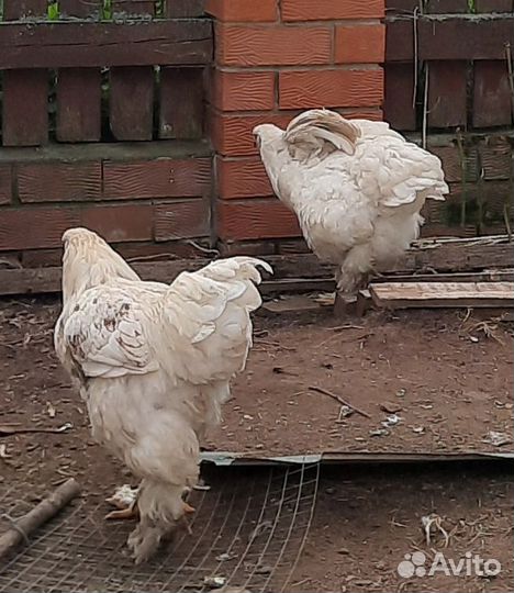 Пара редкий Брама