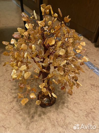 Денежное дерево большое