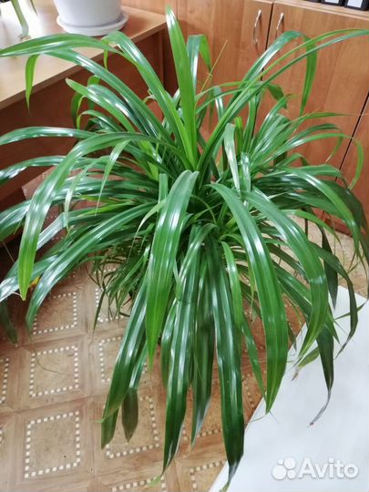 Комнатное растение панданус
