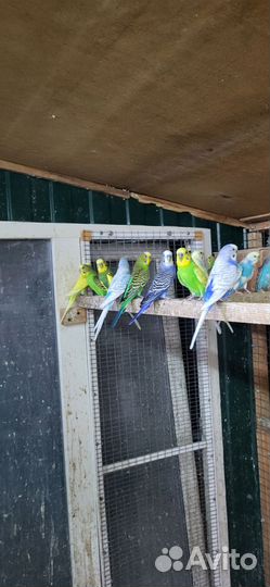 Волнистый попугай