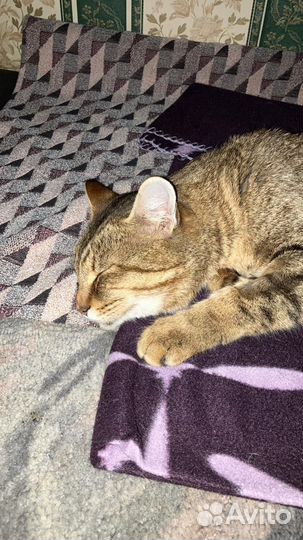 Кот ищет дом